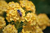 Bug On A Yellow Flower_25387